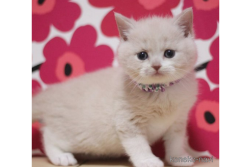 成約済の東京都のマンチカン-72705